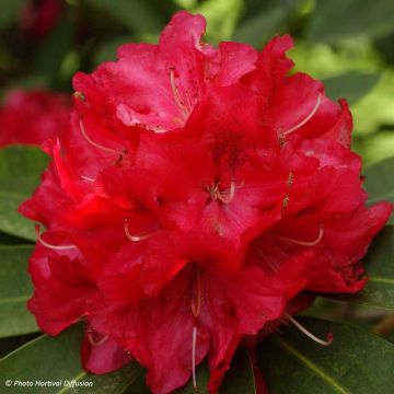 Rhododendron Wilgen's Ruby - Grootbloemige rododendron