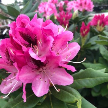 Rhododendron Cosmopolitan - Grootbloemige rododendron