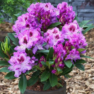 Rhododendron Easydendron INKARHO Pfauenauge - Grootbloemige rododendron