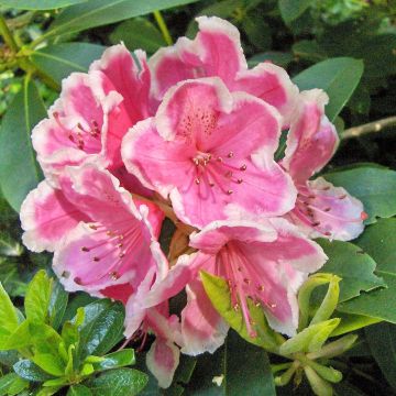 Rhododendron Janet Ward - Grootbloemige rododendron