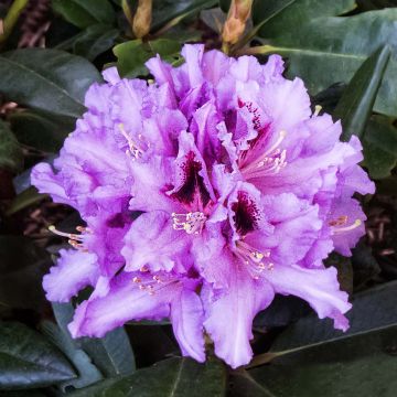 Rhododendron Kabarett - Grootbloemige rododendron
