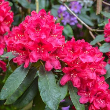 Rhododendron Lord Roberts - Grootbloemige rododendron