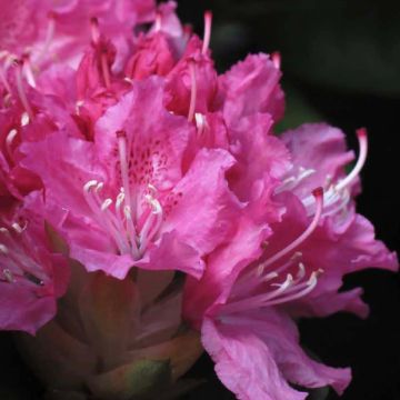Rhododendron Rocket - Grootbloemige rododendron