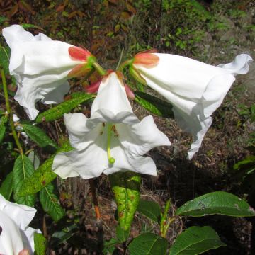 Rhododendron lindleyi - Grootbloemige rododendron