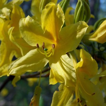 Rhododendron luteum - Gele azalea