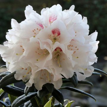 Rhododendron roxieanum Blewbury - Dwergrododendron
