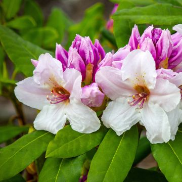 Rhododendron Gartendirektor Rieger - Grootbloemige rododendron