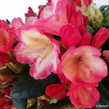 Rhododendron Barbarella - Dwergrododendron