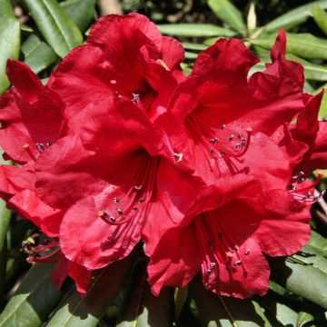 Rhododendron Dopey -Dwergrododendron