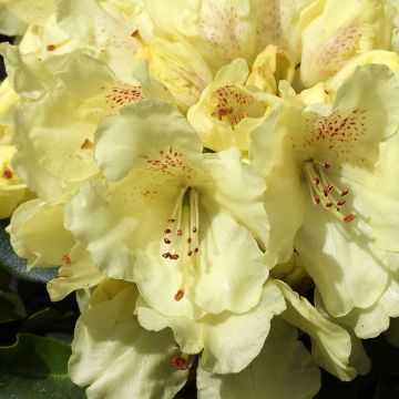 Rhododendron Easydendron Bohlken's Laura - Dwergrondodendron
