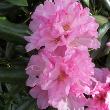 Rhododendron Kalinka - Dwergrododendron