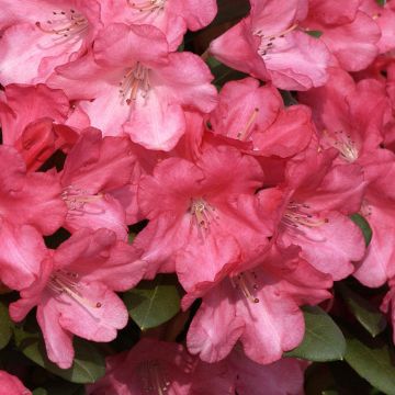Rhododendron Lampion - Dwergrododendron
