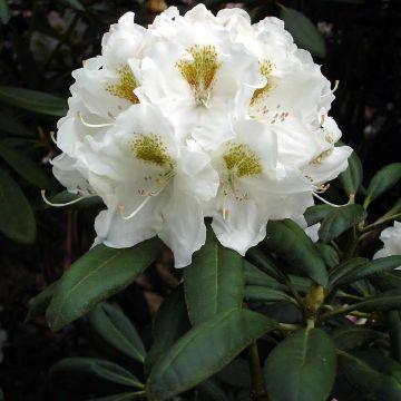 Rhododendron Porzellan - Dwergrododendron