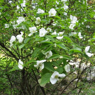 Rhodotypos scandens - Schijnkerria