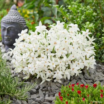 Rhodohypoxis Fairy Snow - Sterretjesgras