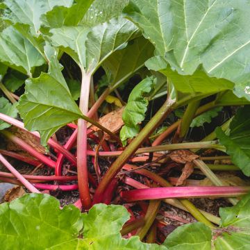 Rabarber Paragon Rouge