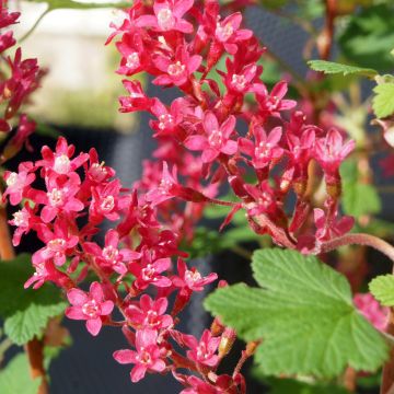 Ribes sanguineum Johannie PinkPomp - Rode ribes