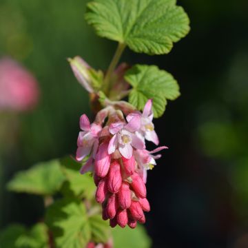 Ribes sanguineum King Edward VII - Rode ribes