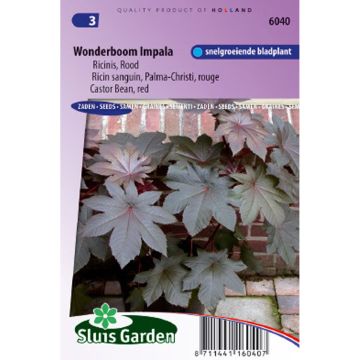 Ricinus communis Palma-Christi (zaad) - Wonderboom