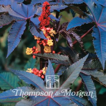 Ricinus communis Carmencita (zaad) - Wonderboom