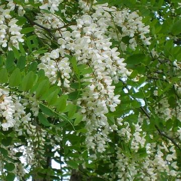 Robinia pseudoacacia - Valse acacia