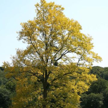 Robinia pseudoacacia Frisia - Valse acacia