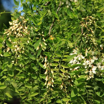 Robinia pseudoacacia Semperflorens - Valse acacia