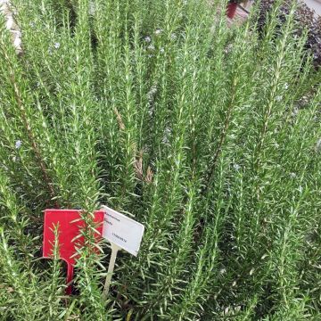 Rozemarijn Speedy BIO