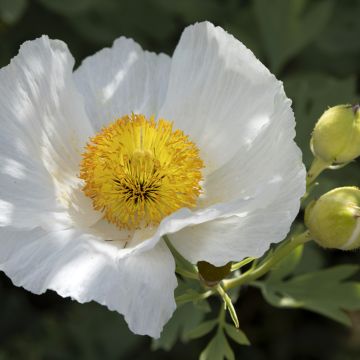 Romneya coulteri - Californische boompapaver