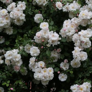 Rosa Adelaide d'Orleans - Ramblerroos