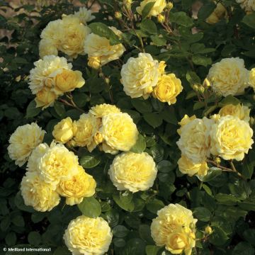 Rosa Yellow Meilove - Trosroos