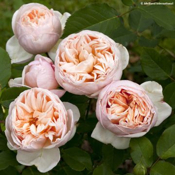 Rosa Belle Romantica - Grootbloemige roos