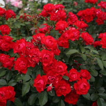 Rosa Black Forest Rose - Bodembedekkende roos