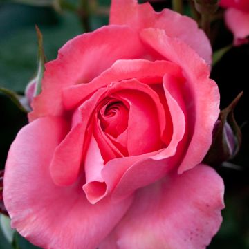 Rosa Pernille Poulsen - Trosroos