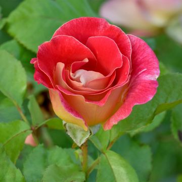 Rosa Aline Mayrisch Rose - Trosroos