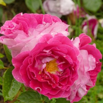 Rosa Abbatiale de Pontigny - Trosroos