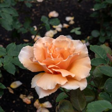 Rosa Just Joey - Grootbloemige roos