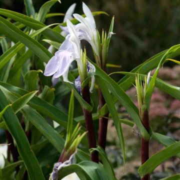 Roscoea purpurea Cinnamon Stick - Gemberorchidee
