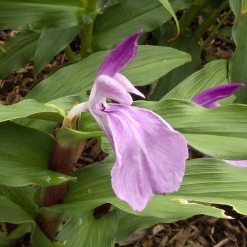 Roscoea purpurea Dalaï Lama - Gemberorchidee