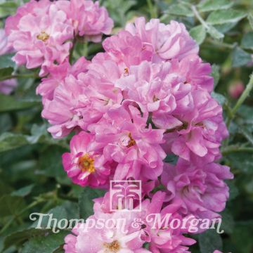 Rosa multiflora nana perpetua Garden Party (zaad) - Miniatuurroos