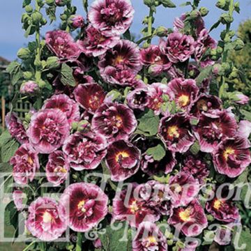 Alcea rosea Crème de Cassis (zaad) - Stokroos