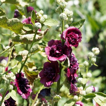 Alcea rosea Chaters Double Violet - Stokroos