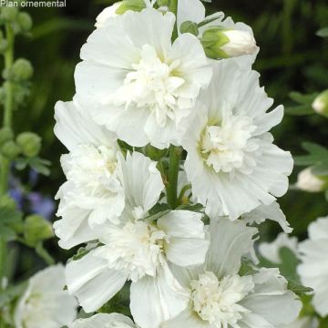 Alcea rosea Spring Celebrities White - Stokroos