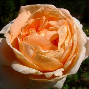 Rosa Abbaye de Cluny - Grootbloemige roos