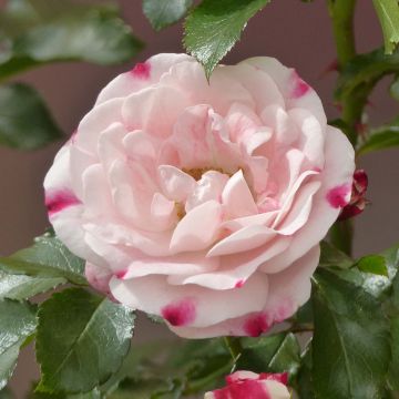 Rosa Rosenstadt Freising - Trosroos