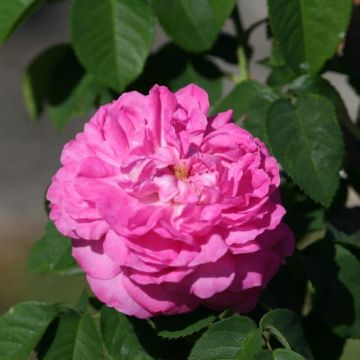Rosa Baronne Prévost - Polyantharoos