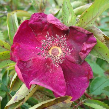 Rosa Basye's Purple - Hondsroos