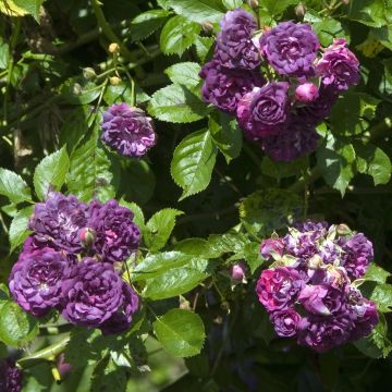 Rosa Bleu Magenta - Historische klimroos