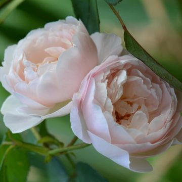 Rosa Desdemona - David Austinroos