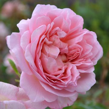 Rosa Generosa® Sonia Rykiel  - Struikroos